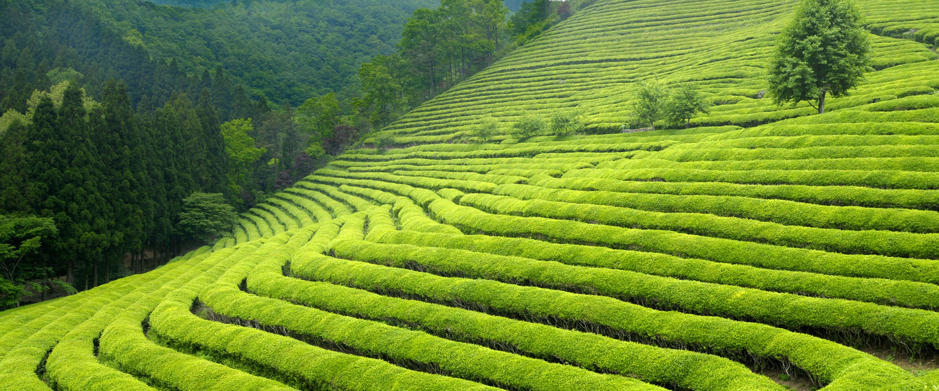 品质好药 道地臻选